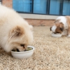 ‘우리 강아지 좋은거 먹이고 싶은데…’ 농진청, 반려동물 영양표준 만든다