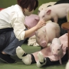 “30분에 2만원, 돼지 보세요”…한국인들 ‘후기’ 쏟아진 日카페