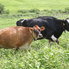 “우유보다 치즈·버터”… 단백질 함량 많은 ‘갈색 젖소’ 보급 늘린다