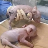 “2025년 인간에 장기 이식”…‘유전자 조작’ 돼지 태어났다