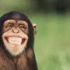 침팬지 장난, 웃는 표정… 인간과 같은 ‘유머’였다