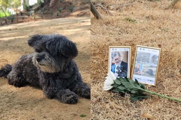 “안녕, 토리”…한번도 상처받지 않은 것처럼 사랑을 주고 떠났다[김유민의 노견일기]