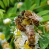 농진청 ‘슈퍼 여왕벌’ 만들기 나서… 꿀벌 집단 실종·폐사 막는다