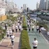 불광천 벚꽃따라 뛰어볼까… 31일 은평 벚꽃 마라톤대회