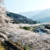 ‘십리벚꽃길 만끽하세요’ 하동군 화개장터 벚꽃축제 22일 개막