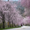 데이터가 말해주지 않는 곳들…이 봄 찾아야 할 은둔의 벚꽃 비경