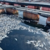 오염수에 고수온까지… 어류양식 생산량 급감
