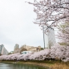 벚꽃… 봄밤… 살랑이는 석촌호수