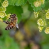 기후 변화로 꿀벌 보기 힘들어진다 [과학계는 지금]