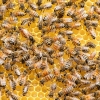 위기의 생태계… 지구 온난화에 꿀벌이 사라진다[과학계는 지금]