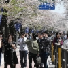 “벚꽃 시즌 왔다”…유통·호텔 업계 이벤트 눈길