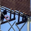 높이 올라가더니 ‘휙’…서울대공원서 침팬지가 돌 던지며 공격