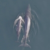 어미와 새끼 밍크고래의 유영… 수과원, 세계 최초 포착