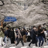 “일본여행 가서 벚꽃 즐겼다”…3월 日방문 한국인 66만명 ‘외국인 1위’