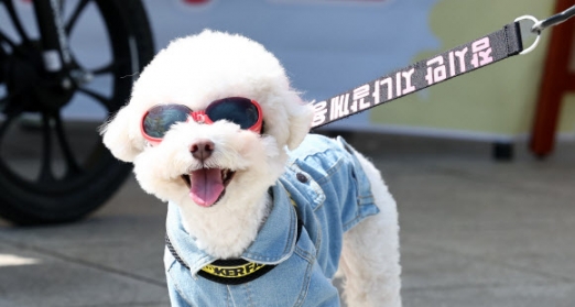 [포토] 봄꽃댕이 축제