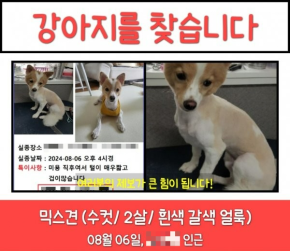 “애견미용실서 실종된 막내 반려견이 억울하게 죽었습니다”