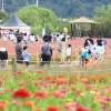 평창강 따라 천만송이 향연…백일송축제 13일 개막