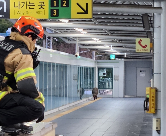 양산 부산도시철도 2호선 호포역 멧돼지 출몰···30대 부상·멧돼지 ‘사살’