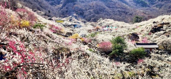 광양매화마을, ‘2025~2026년 한국관광 100선’ 선정 쾌거 …취화선, 다모 촬영 장소