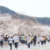 49분 만에 끝… 합천벚꽃마라톤 또 ‘조기 마감’
