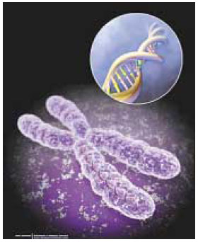 사람의 염색체와 염색체를 구성하고 있는 DNA(원 안).