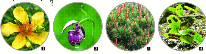 (1) 꽃이 피는 쌍떡잎식물 물레나물. (2) 꽃이 피는 외떡잎식물 털개불알꽃. (3) 밑씨솔방울과 꽃가루솔방울이 생기는 겉씨식물 소나무. (4) 홀씨로 번식하는 양치식물 고란초.