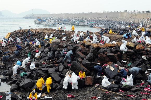태안 기름유출 사고가 발생한 지 한 달이 지난 가운데 충남 태안군 소원면 모항항에서 자원봉사자들이 기름 제거작업에 나서고 있다. 태안 도준석기자 pado@seoul.co.kr
