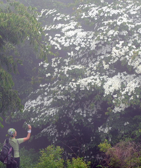 산딸나무 꽃이 흐드러지게 핀 광덕산 정상의 아름다은 모습을 한 여성 등산객이 카메라에 담고 있다.