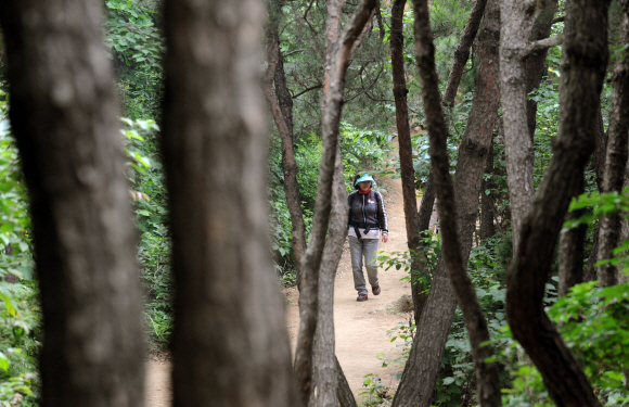 불곡산은 숲이 울창해 여름 한낮에도 시원하게 산행을 즐길 수 있다. 한 등산객이 나무숲 사이로 난 등산로를 호젓이 걷고 있다.  도준석기자 pado@seoul.co.kr