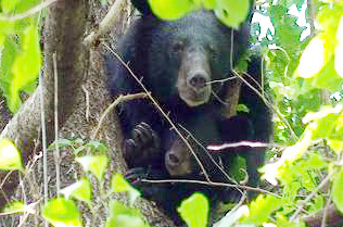 반달가슴곰 어미가 새끼를 안고 나무 위에서 휴식을 취하고 있다. 국립공원관리공단 제공