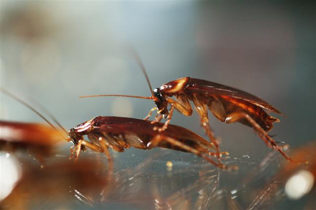 바퀴벌레, 알고보니 청결한 곤충이네 | 서울신문