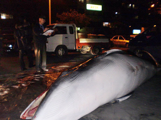 전남 여수에 사는 어민이 바다에서 죽은 밍크 고래를 발견, 1천400여만원을 받고 팔아 경인년 벽두에 ‘횡재’를 했다. 연합뉴스