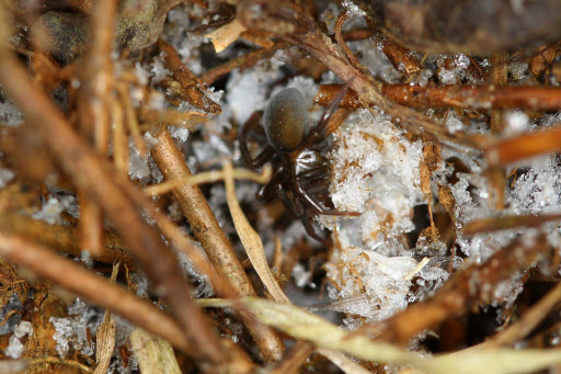 물에서 생활하는 물거미가 육상 거미와 마찬가지로 땅에서 겨울잠을 자는 월동 생태가 처음으로 규명됐다고 문화재청 국립문화재연구소 천연기념물센터가 29일 밝혔다. 사진은 땅위에서 겨울잠을 자는 물거미의 모습.  연합뉴스