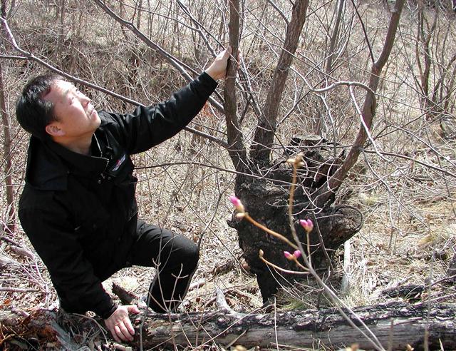 2000년 발생한 강원 강릉 사천 산불현장. 10년이 지났지만 거목은 한 그루도 없고 잡목만 무성할 뿐이다.