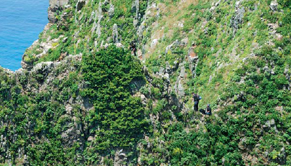 독도 동도 천장굴 사면에 자라고 있는 사철나무 군락. 경북도는 2008년 사철나무를 보호수로 지정해 관리하고 있다.  경북도 제공