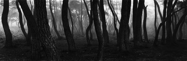 해가 뜰 무렵 굵고 검은 기둥만 찍은 배병우씨의 소나무 사진은 수묵화처럼 나무의 정신을 담아낸다. 독일에서 출판된 그의 사진집 제목은 ‘성스러운 나무(sacred wood)’다.