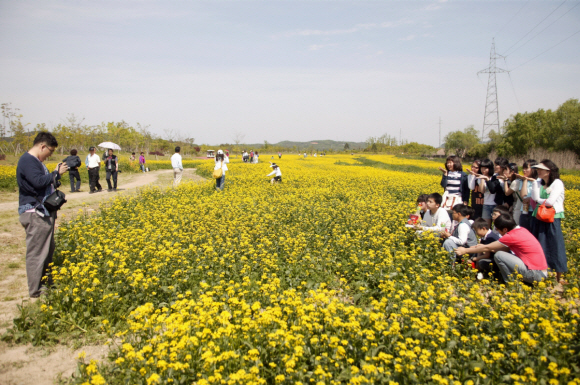 수도권 매립지에서 탐방객들이 유채꽃을 감상하고 있다. 유채꽃은 탐방객들에게 볼거리를 제공하고 친환경 에너지 원료로 활용된다.