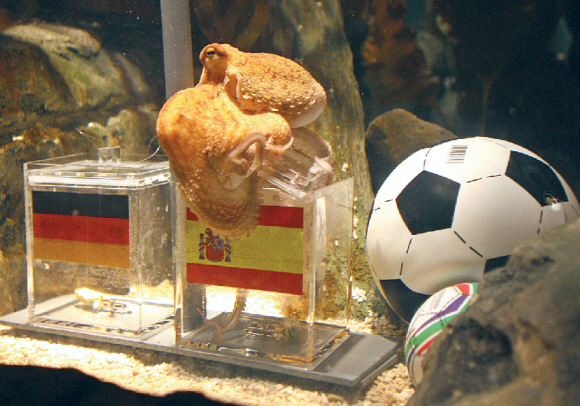 독일 명물인 ‘점쟁이 문어’ 파울이 독일과 스페인의 4강전을 하루 앞둔 6일 오버하우젠 해양생물박물관에서 두 나라의 국기가 그려진 2개의 플라스틱 상자 중 스페인 상자의 뚜껑을 열고 있다. 오버하우젠 AP 특약