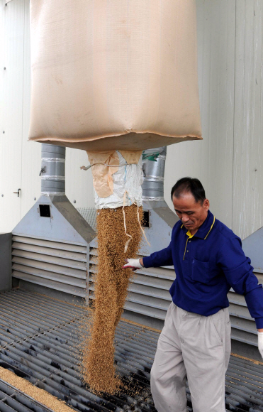 쌓이는 쌀 쌀 쌀 8일 강원 철원군 동송농협미곡처리장에서 2009년 수매한 벼를 도정하기에 앞서 건조기에 넣고 있다.  철원 안주영기자 jya@seoul.co.kr