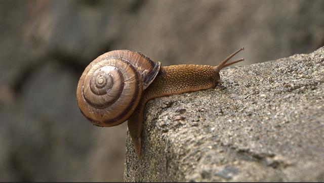 개발로 인해 위기를 맞은 달팽이를 다룬 KBS ‘환경스페셜’. 사진은 국내 최대종인 동양달팽이. KBS 제공 