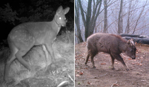환경부와 국립환경과학원이 14일 공개한 비무장지대(DMZ)에서 서식이 확인된 멸종위기 1급 동물인 사향노루(왼쪽)와 산양(오른쪽)의 모습. 연합뉴스