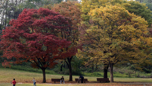 17일 올림픽공원. 가을길목에서 나뭇잎이 빨갛게 혹은 노랗게 익어간다.   연합뉴스