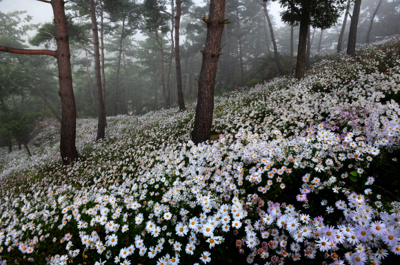 옥정호 구절초테마공원에서 구절초꽃들이 절정을 이루고 있다. 11월 첫 서리가 내릴 때까지 이같은 풍경이 계속된다.