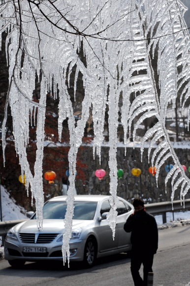 나무도 얼음 옷  연일 강추위가 맹위를 떨치고 있는 가운데 5일 경기 양주시 장흥면 도로변 가로수에 고드름이 신기한 모습으로 꽁꽁 얼어붙어 있다. 류재림기자 jawoolim@seoul.co.kr 