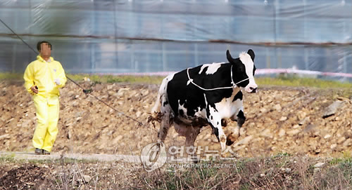 구제역 살처분 대상 젖소가 도망가자 현장요원이 뒤를 쫓고 있다. 연합뉴스