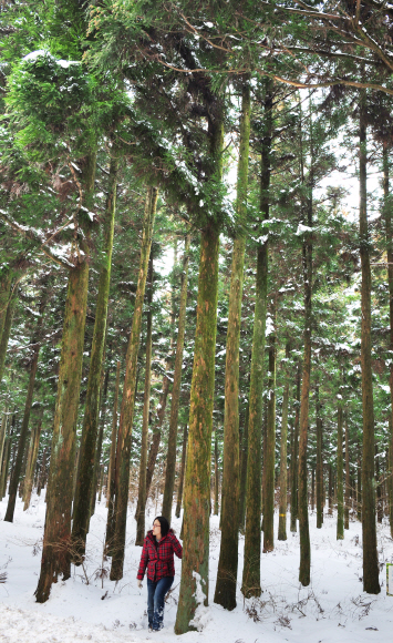 쑥대낭 천지…삼나무·활엽수 가득한 사려니숲길 한 관광객이 사려니숲길 주변 삼나무 숲을 둘러보고 있다. 사려니숲길은 삼나무 군락지와 난대 활엽수들이 어우러진 곳으로, 수직의 초록 세상과 만나기 좋은 장소다.