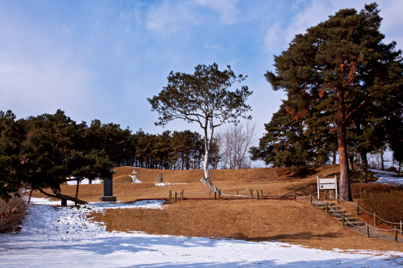 추사 김정희가 고조부 김흥경의 묘 앞에 손수 심은 백송. 세개의 가지 가운데 두개를 잃었지만, 여전히 듬직한 자태로 추사의 삶을 증거하고 있다.