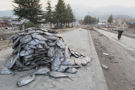 일본 동북지방에 진도 9의 강진이 발생한지 이틀이 지난 13일 오후 일본 이와테현 오후나토市에서 시가지에 쓰나미에 휩쓸려 온 물고기들이 한곳에 모아져 있다.  연합뉴스