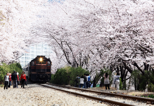 기차와 벚꽃 