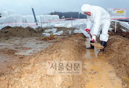 비가 오자 한 지방공무원이 구제역 매몰지 주변을 점검하고 있다. 서울신문 포토라이브러리